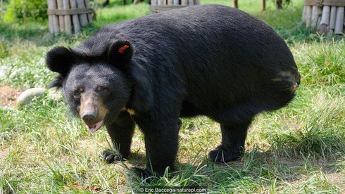 Giải mã hiện tượng kinh dị: Động vật tự ăn chính mình - ảnh 3