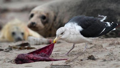 Giải mã hiện tượng kinh dị: Động vật tự ăn chính mình - ảnh 9