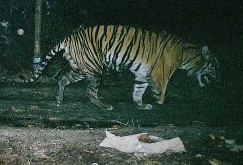 Giải mã hiện tượng kinh dị: Động vật tự ăn chính mình - ảnh 2