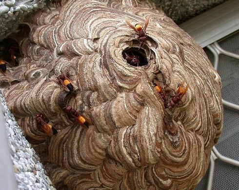 Ong vò vẽ độc miền Tây là một loài ong đặc biệt có màu sắc và hình dáng lạ mắt. Hãy xem hình ảnh liên quan và tìm hiểu thêm về sự đa dạng của thiên nhiên và sự kỳ diệu của loài ong.