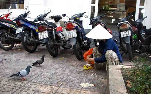 Clip đẹp của cuộc sống: Cho chim bồ câu ăn - ảnh 1