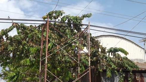Dây điện cao thế sà sát nhà dân: Vẫn đủ tiêu chuẩn an toàn? - ảnh 2