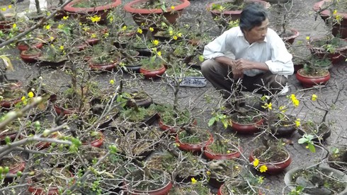 Sài Gòn 28 Tết: Mai chưa nở, đào đã khoe sắc - ảnh 2