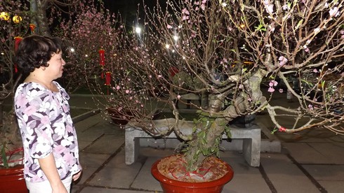 Sài Gòn 28 Tết: Mai chưa nở, đào đã khoe sắc - ảnh 5