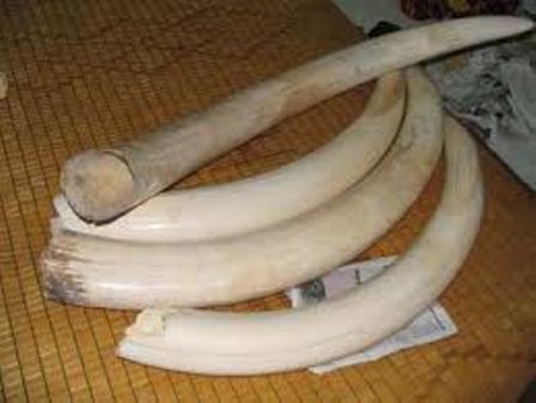 59 chiếc ngà voi châu Phi được kê khai là... hạt điều - ảnh 1