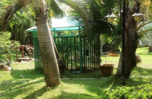 Vụ bé trai bị gấu cắn lìa tay: Chủ hộ nuôi gấu không phép - ảnh 1