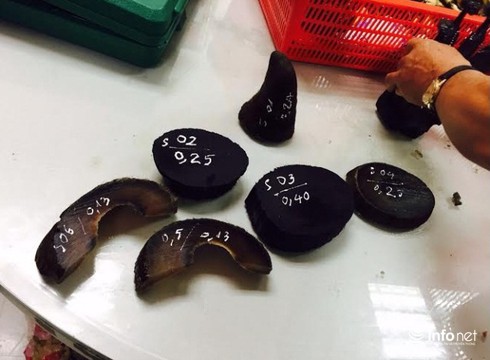 Giấu sừng tê giác trong đầu tôm hùm hòng qua mặt an ninh sân bay - ảnh 2