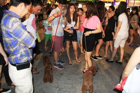 Những chú chó cực đáng yêu dạo chơi trên phố đi bộ Sài Gòn - ảnh 1