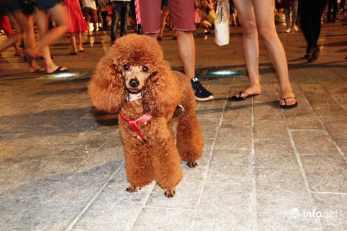 Những chú chó cực đáng yêu dạo chơi trên phố đi bộ Sài Gòn - ảnh 12