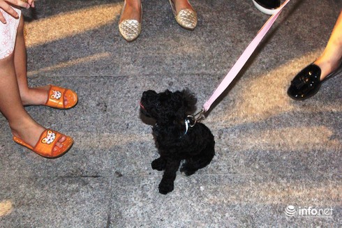 Những chú chó cực đáng yêu dạo chơi trên phố đi bộ Sài Gòn - ảnh 13