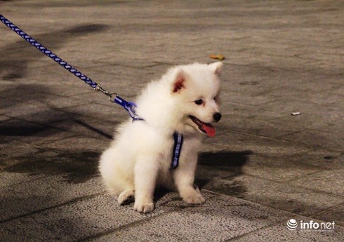 Những chú chó cực đáng yêu dạo chơi trên phố đi bộ Sài Gòn - ảnh 4