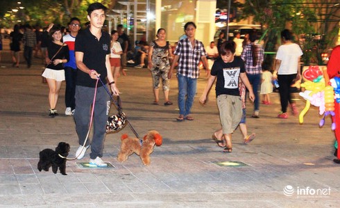 Những chú chó cực đáng yêu dạo chơi trên phố đi bộ Sài Gòn - ảnh 11