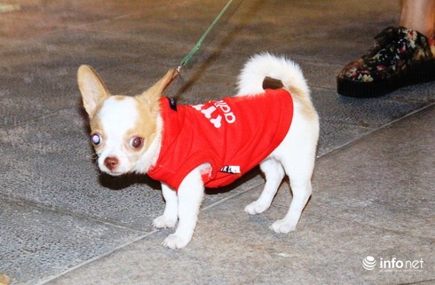 Những chú chó cực đáng yêu dạo chơi trên phố đi bộ Sài Gòn - ảnh 14