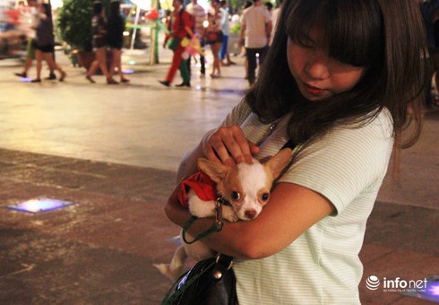 Những chú chó cực đáng yêu dạo chơi trên phố đi bộ Sài Gòn - ảnh 15
