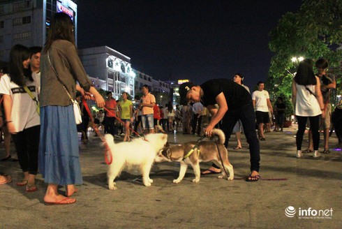 Những chú chó cực đáng yêu dạo chơi trên phố đi bộ Sài Gòn - ảnh 9