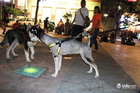 Những chú chó cực đáng yêu dạo chơi trên phố đi bộ Sài Gòn - ảnh 10