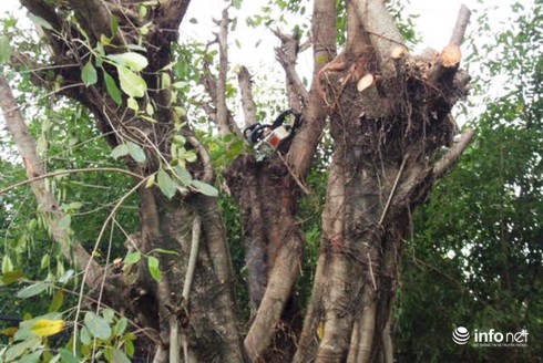 Đang cưa cây, người đàn ông bị điện giật tử vong - ảnh 1