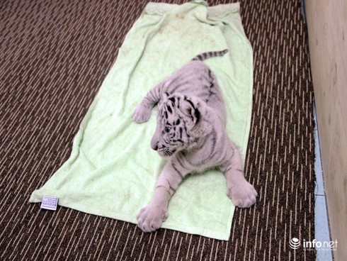 Tâm sự của người chăm sóc hổ trắng quý hiếm tại Thảo Cầm Viên Sài Gòn - ảnh 2