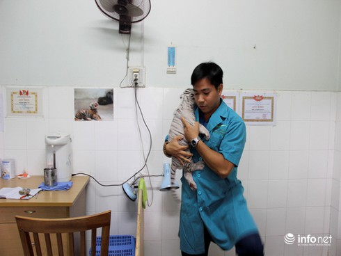 Tâm sự của người chăm sóc hổ trắng quý hiếm tại Thảo Cầm Viên Sài Gòn - ảnh 1