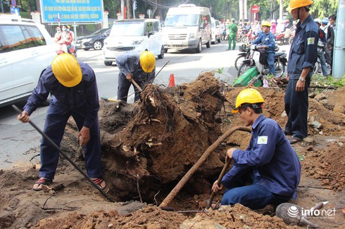 Cây cổ thụ bật gốc đè vào một cửa hàng trung tâm TP.HCM - ảnh 2