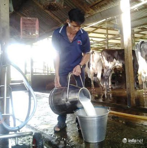 Chăn nuôi bằng chất cấm: Gian dối là tự chặt chân mình - ảnh 1