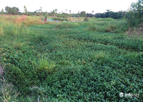 Công viên Văn hóa Gò Vấp rộng 37ha thành nơi… trồng rau, câu cá - ảnh 12