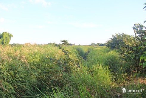 Công viên Văn hóa Gò Vấp rộng 37ha thành nơi… trồng rau, câu cá - ảnh 3