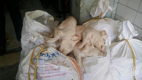 TP.HCM: Phát hiện 31 con heo sữa bốc mùi hôi trên đường vào lò quay - ảnh 2