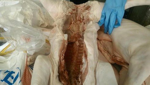 TP.HCM: Phát hiện 31 con heo sữa bốc mùi hôi trên đường vào lò quay - ảnh 3