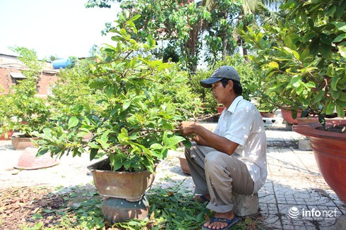 TP.HCM: Nỗi lo của các chủ vườn mai khi ngày tết cận kề - ảnh 3