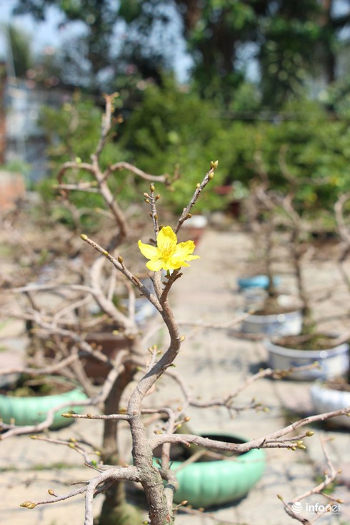 TP.HCM: Nỗi lo của các chủ vườn mai khi ngày tết cận kề - ảnh 2