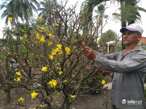 Người trồng mai “chết đứng” vì... dự án bất động sản - ảnh 2