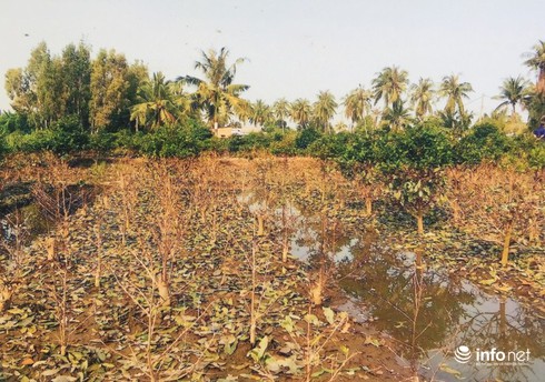 Người trồng mai “chết đứng” vì... dự án bất động sản - ảnh 1