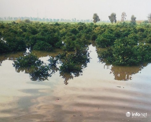 Người trồng mai “chết đứng” vì... dự án bất động sản - ảnh 3