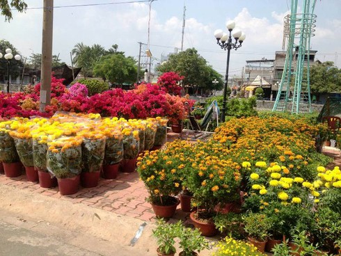 Tây Ninh: Khai mạc chợ hoa Xuân Bính Thân 2016 - ảnh 4