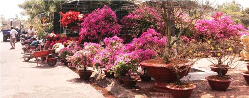 Tây Ninh: Khai mạc chợ hoa Xuân Bính Thân 2016 - ảnh 3