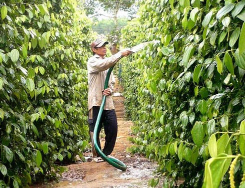 Tỉnh Bình Phước từng bước xoá đói giảm nghèo ở các xã khó khăn - ảnh 1