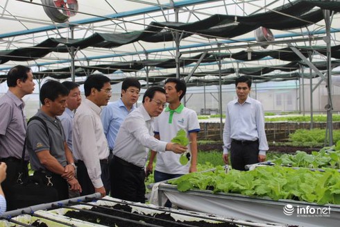 Phó Chủ tịch Quốc hội nhổ rau sống ăn thử ngay tại vườn - ảnh 1