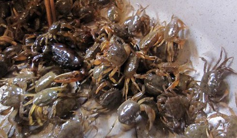 Khi nào cua đồng biến thành thuốc độc? - ảnh 1
