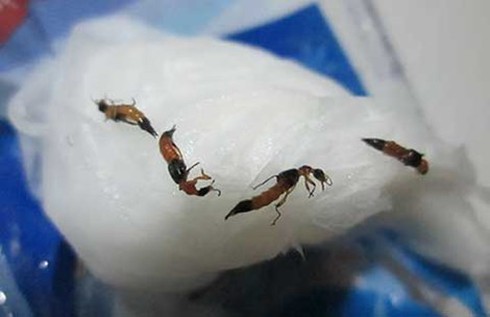 TPHCM: Sinh viên hãi hùng vì bị kiến ba khoang “tấn công” - ảnh 2