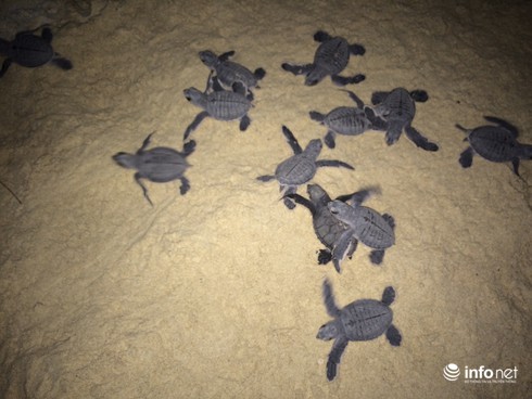 Rùa con và hành trình trưởng thành khắc nghiệt - ảnh 2