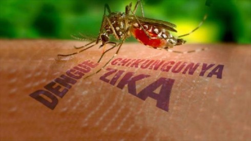 Thả muỗi mang vi khuẩn Wolbachia để ngăn ngừa sốt xuất huyết và Zika - ảnh 1