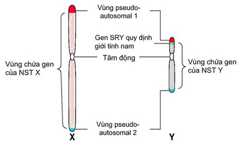 Bé lớp 1 nghi bị xâm hại tại Thủ Đức: Tế bào người nam là gì? - ảnh 1