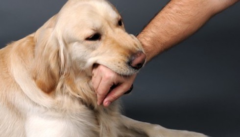 TP.HCM xuất hiện ca tử vong vì bệnh dại sau 7 năm vắng bóng - ảnh 1