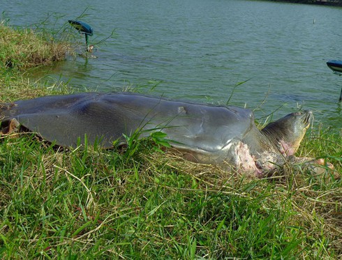 Báo Nga đưa tin rùa Hồ Gươm “thọ” 300 tuổi - ảnh 1