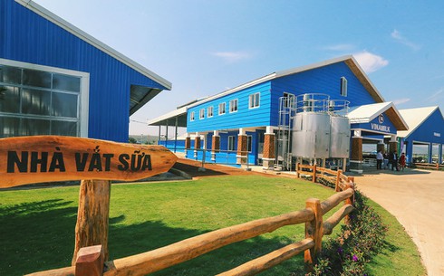 Cận cảnh trang trại bò sữa organic trên cao nguyên Lâm Đồng - ảnh 9