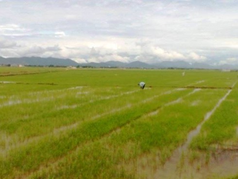 Huế: Đi dặm lúa gặp trời mưa, một người phụ nữ bị sét đánh tử vong - ảnh 1