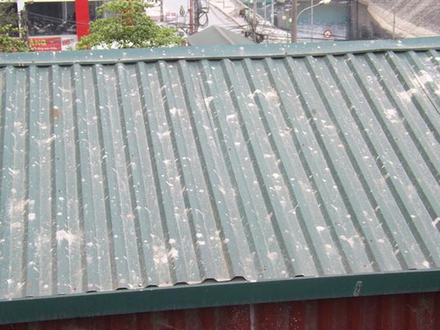 Suýt chết, nơm nớp sợ hãi vì dự án Đại Thanh - ảnh 5