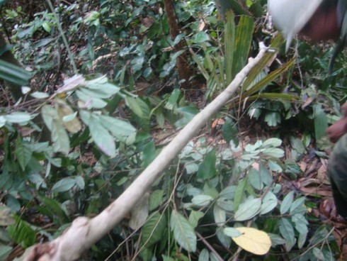 Theo vết chân thợ săn trộm thú rừng - ảnh 1