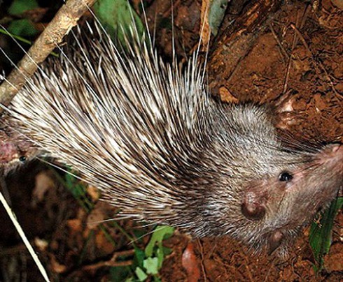 Theo vết chân thợ săn trộm thú rừng - ảnh 2